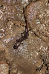 Desmognathus fuscus