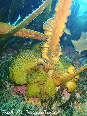 Saccorhiza polyschides