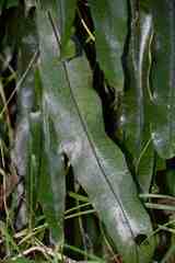 Microsorum pustulatum pustulatum