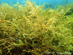 Gongolaria