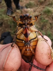 Dytiscus marginalis marginalis