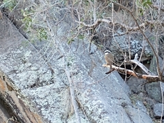 Pitangus sulphuratus