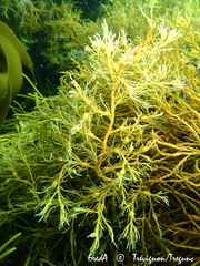 Gongolaria
