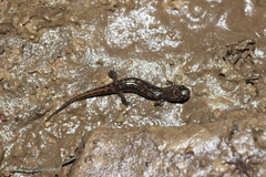 Desmognathus fuscus