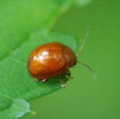 Argopus