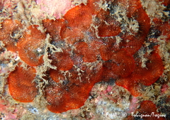 Watersipora subatra