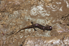 Desmognathus fuscus