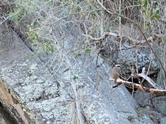 Pitangus sulphuratus