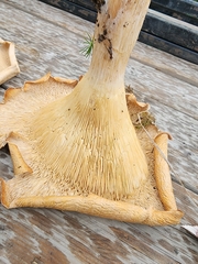 Infundibulicybe geotropa