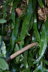 Microsorum pustulatum pustulatum