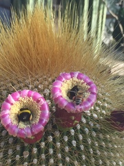 Cephalocereus polylophus