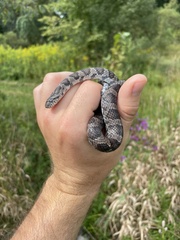 Lampropeltis triangulum