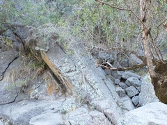 Pitangus sulphuratus