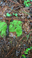 Leucobryum glaucum