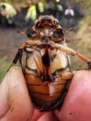 Dytiscus marginalis marginalis