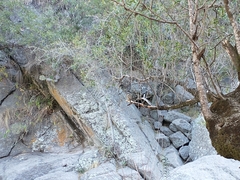 Pitangus sulphuratus