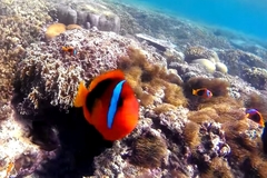 Amphiprion melanopus