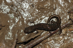 Desmognathus fuscus