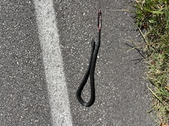 Coluber constrictor foxii