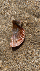 Pectinidae