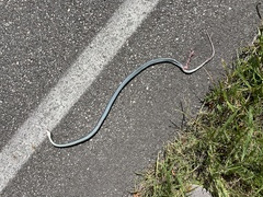 Coluber constrictor foxii