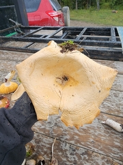 Infundibulicybe geotropa
