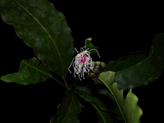 Capparidastrum frondosum