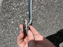 Coluber constrictor foxii