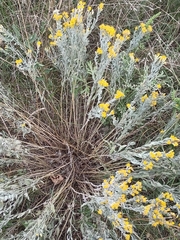 Galatella villosa