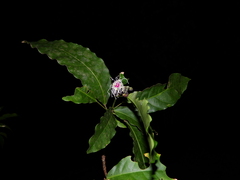 Capparidastrum frondosum