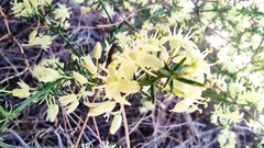Asparagus acutifolius