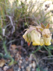 Hermannia hyssopifolia