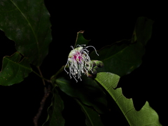 Capparidastrum frondosum