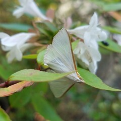 Diaphania