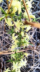 Asparagus acutifolius