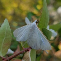 Diaphania