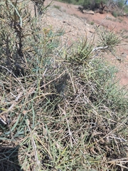 Ephedra antisyphilitica