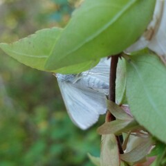 Diaphania