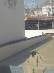 Turdus amaurochalinus