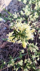 Asparagus acutifolius