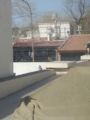 Turdus amaurochalinus