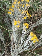 Galatella villosa