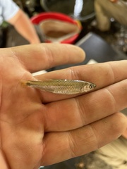 Luxilus chrysocephalus