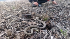 Psammophis notostictus