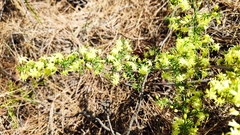 Asparagus acutifolius