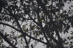 Psittacula alexandri fasciata