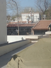 Turdus amaurochalinus