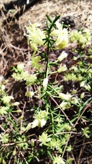 Asparagus acutifolius