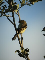 Empidonax