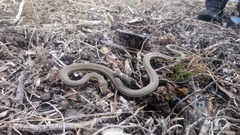 Psammophis notostictus